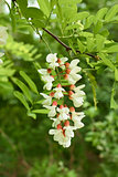 Flowering acacia inflorescence 