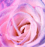 Pink rose background
