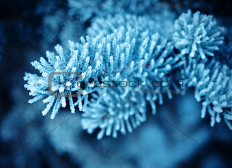Winter frost on spruce tree close-up 