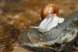 snail on stone