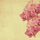 textured old paper background with magenta phalaenopsis orchid
