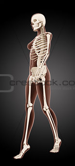 Female medical skeleton
