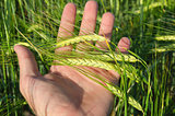 Green wheat in hand