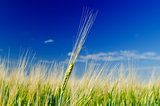 one green wheat on field and deep blue cloudy sky