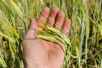 hand with green barley