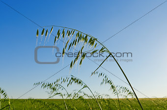 green oats on the field. soft focus