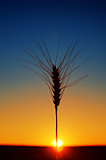 ears of wheat and sunset