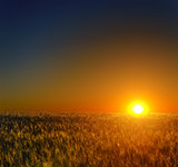 sunset over field with harvest