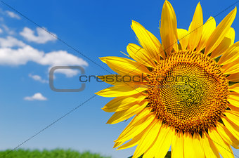 part of sunflower and sky