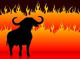 bull with fire background