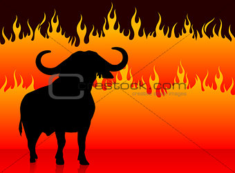bull with fire background