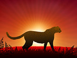 Cheetah on Sunset Background