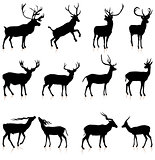 Deer Silhouette Collection