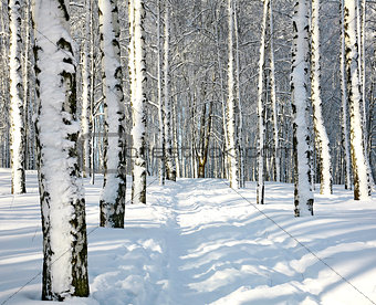 Path in sunny winter forest