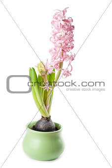 Pink hyacinth growth