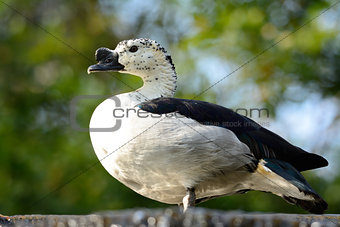 male Comb Duck (Sarkidiornis melanotos)