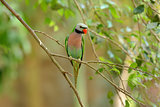 Red-breasted Parakeet (Psittacula alexandri)