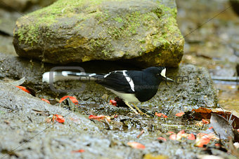 White-crowned Forktail (Enicurus leschenaulti)