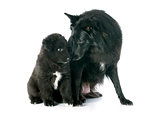 puppy and adult groenendael