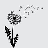 Blow dandelion vector