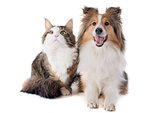 shetland dog and maine coon cat