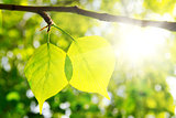 Two green leafes in sunny day