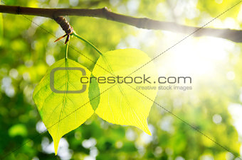Two green leafes in sunny day