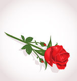 Elegant rose for design your greeting card