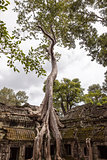 Spung Tree at Ta Prohm Temple