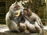 Family Of Long-Tailed Macaques