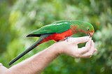 King-parrot