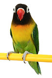 beautiful green parrot 