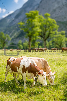 Couple of cows