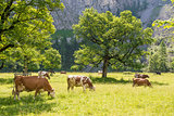 Flock of cows in alps
