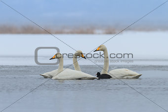 Whooper Swan and Eurasian coot  in winter