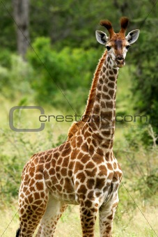 African Giraffes