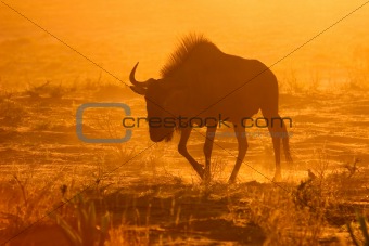 Blue wildebeest in dust