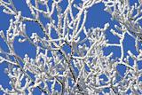 Frosted branches