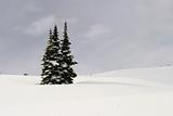 Three Fir Trees In Snow
