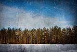 Winter grunge background (pines)