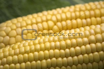 two fresh corns background