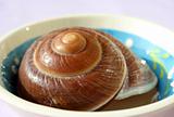 Brown snail-shell