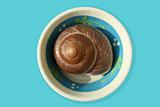Snail-shell on a plate
