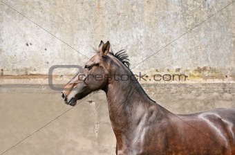 Brown stallion