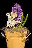 Hyacinth and Happy Easter Sign
