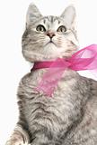 Grey cat with a pink bow on a white background
