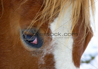Horse eye