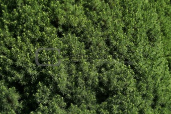Green Bush texture