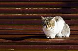 Cat in bench