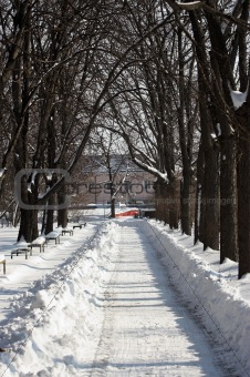 a snowy park alley